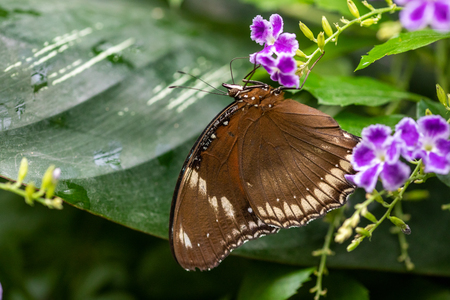 PAPILLON-19.jpg